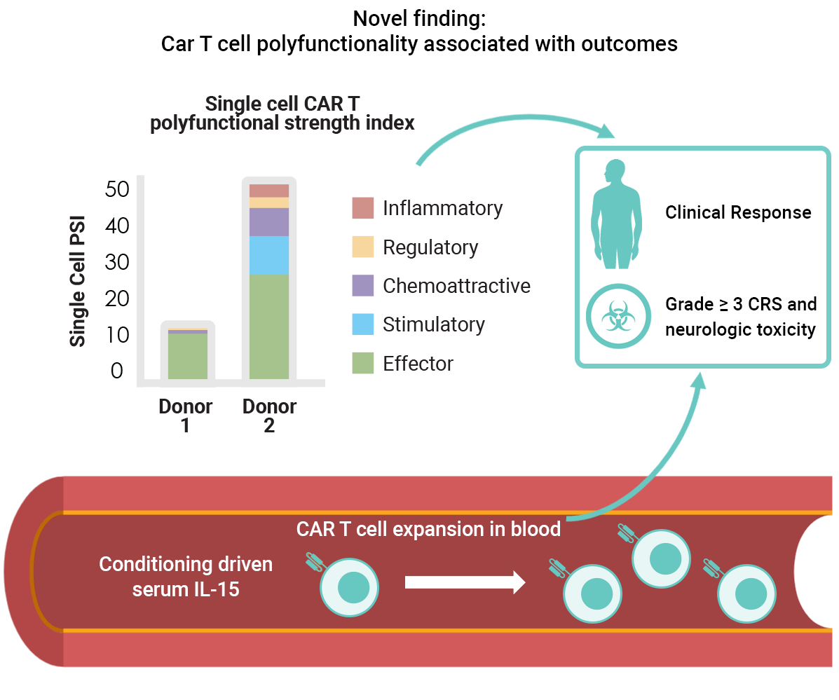 CAR T Cells